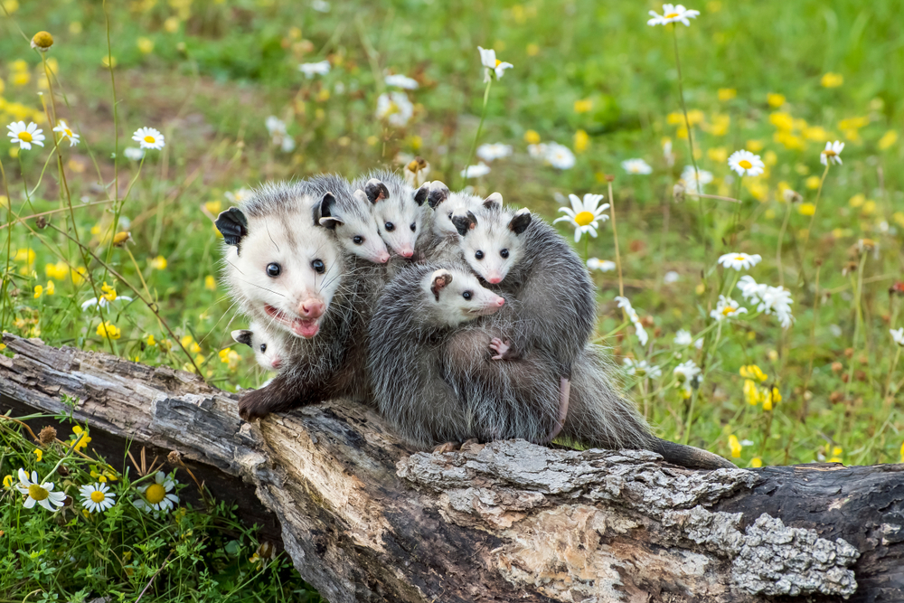family of possums