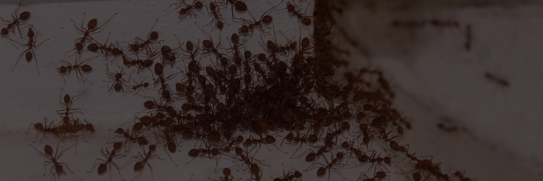 ants-banner image