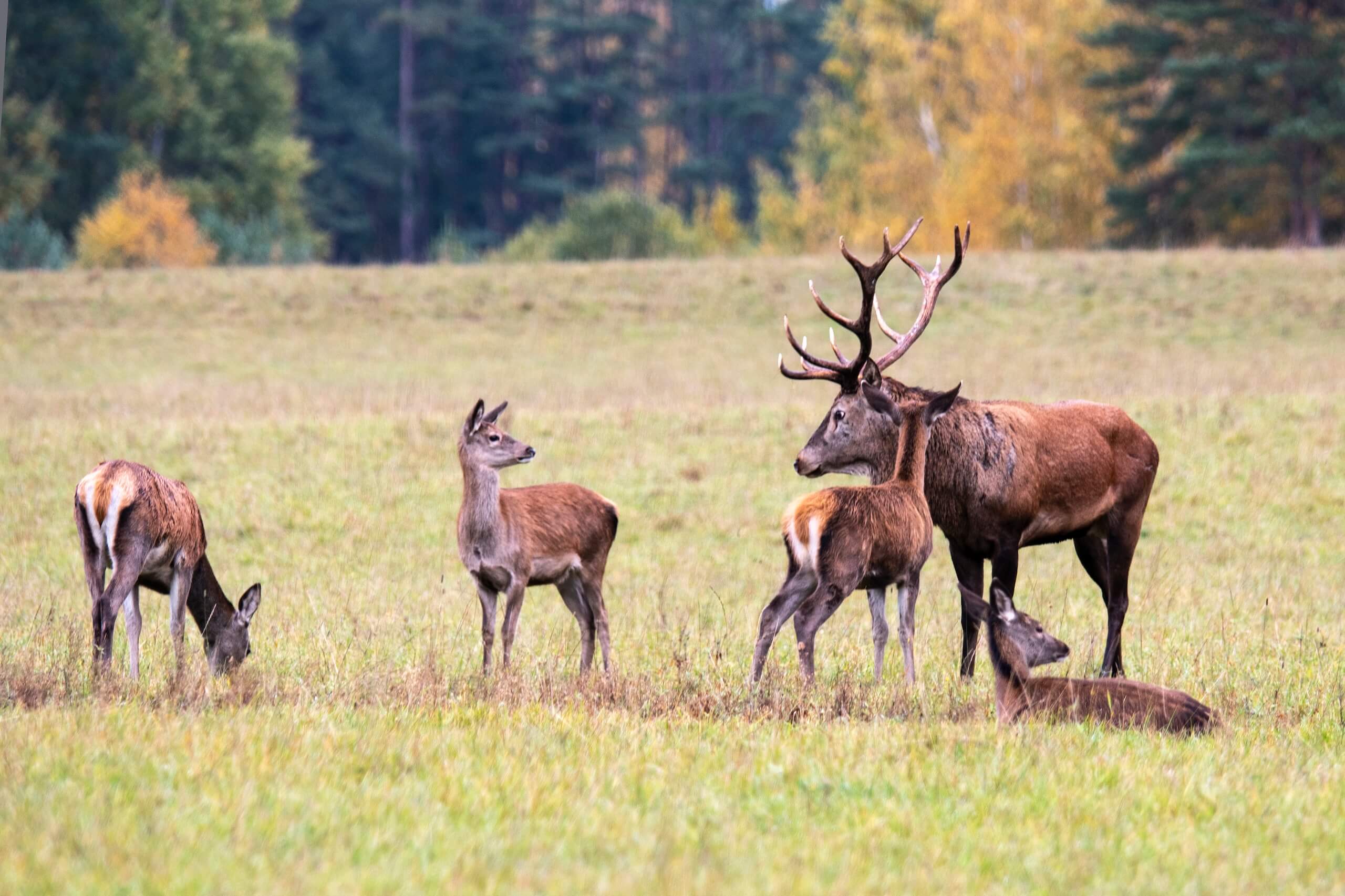 autumn-evening-handsome-deer-his-herd-graze-forest-meadow image