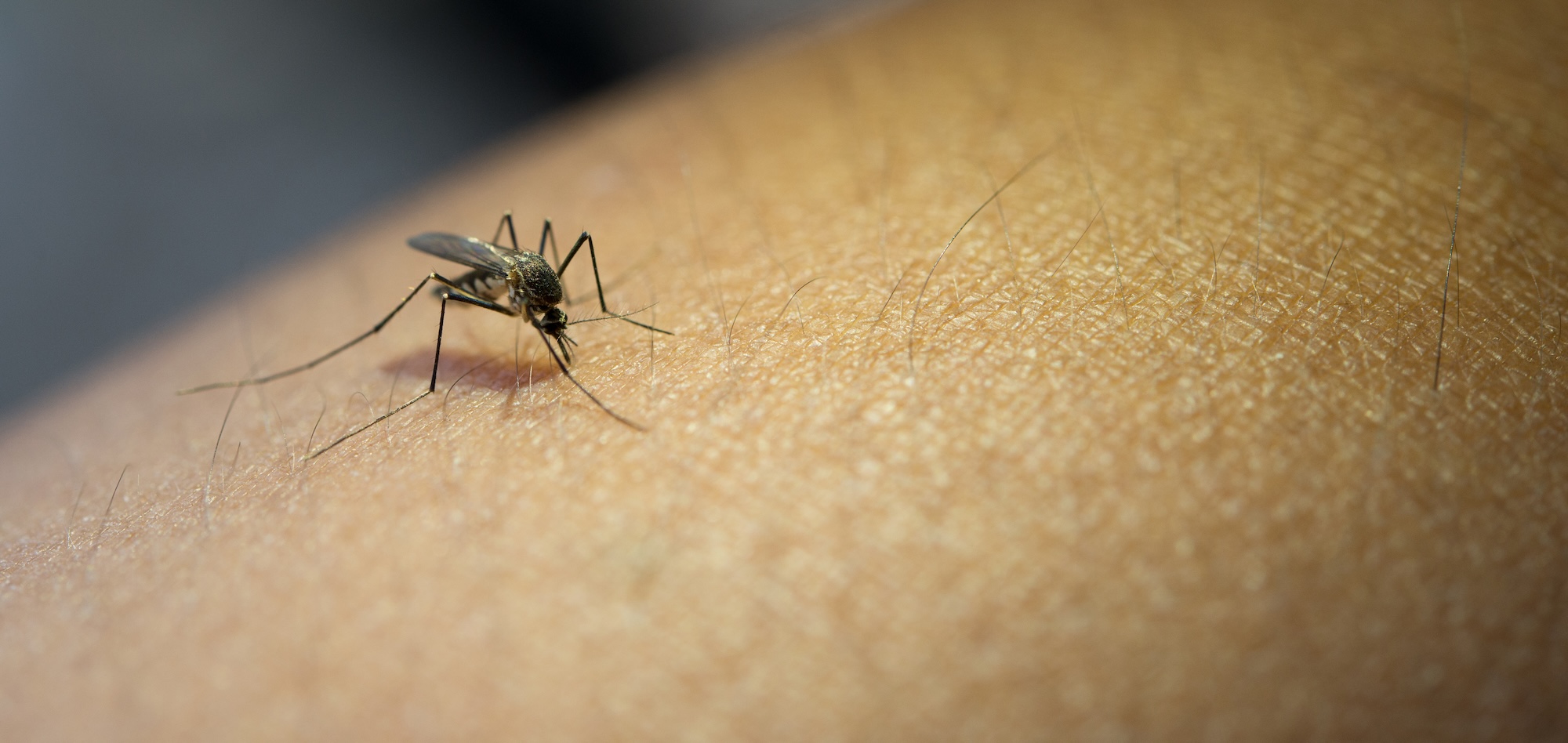 close-up-mosquito-sucking-blood-from-human-arm image