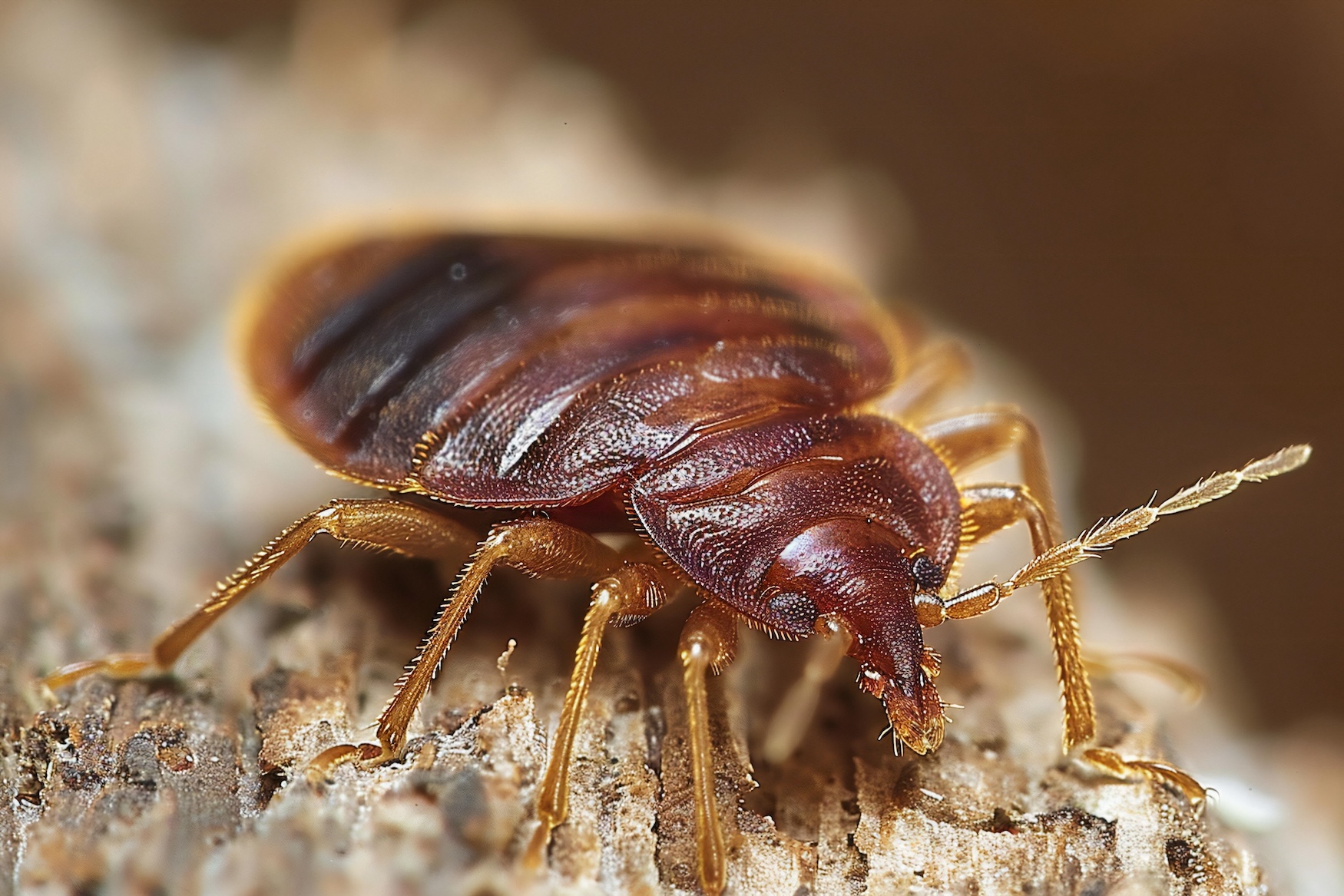 closeup-adult-bed-bug-rough-texture-wood-highlighting-its-small-size-dark-bro image