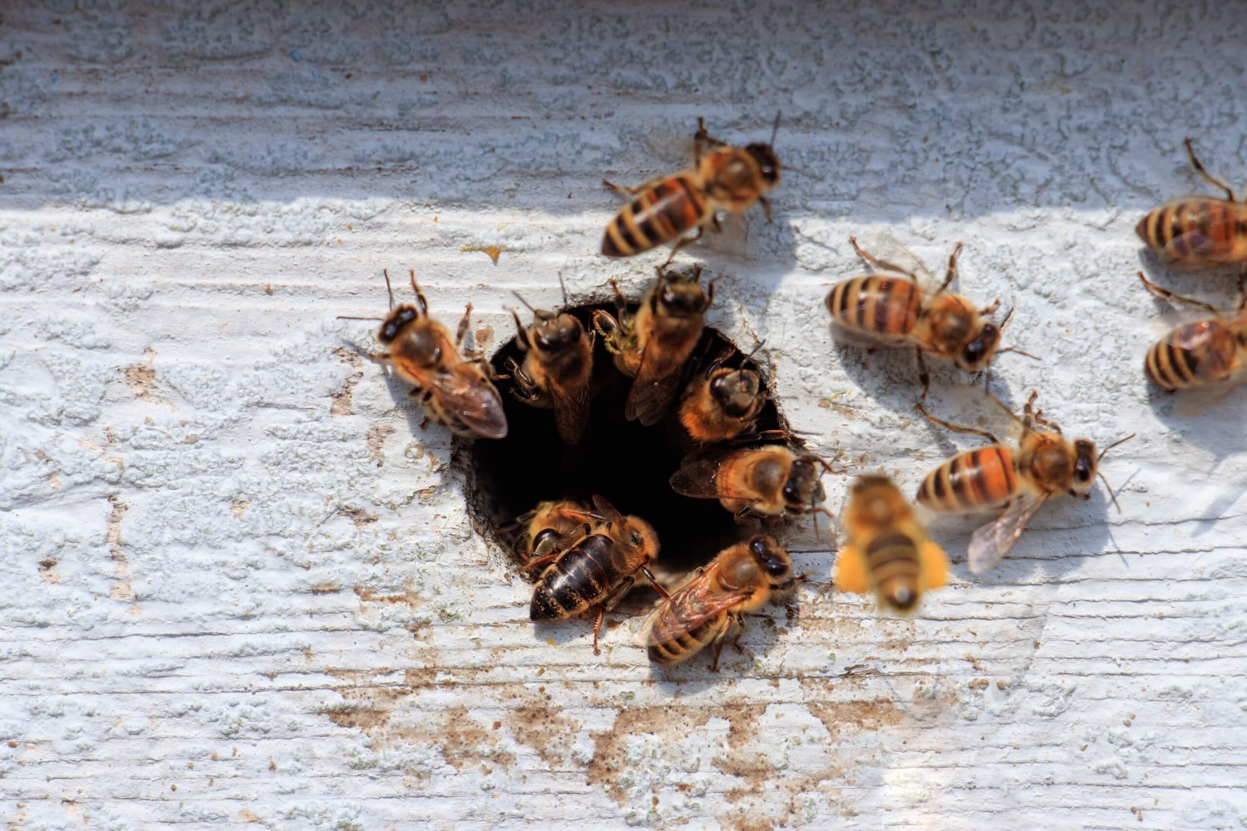 closeup-honeybees-flying-out-hole-wooden-surface-sunlight-daytime1 image