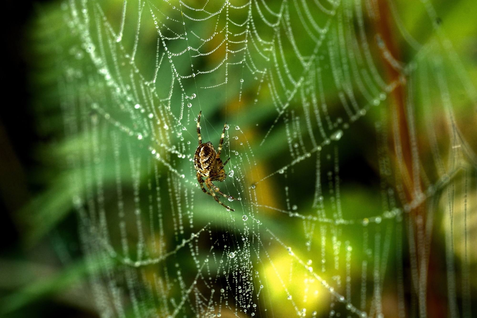 closeup-spider-spider-web image