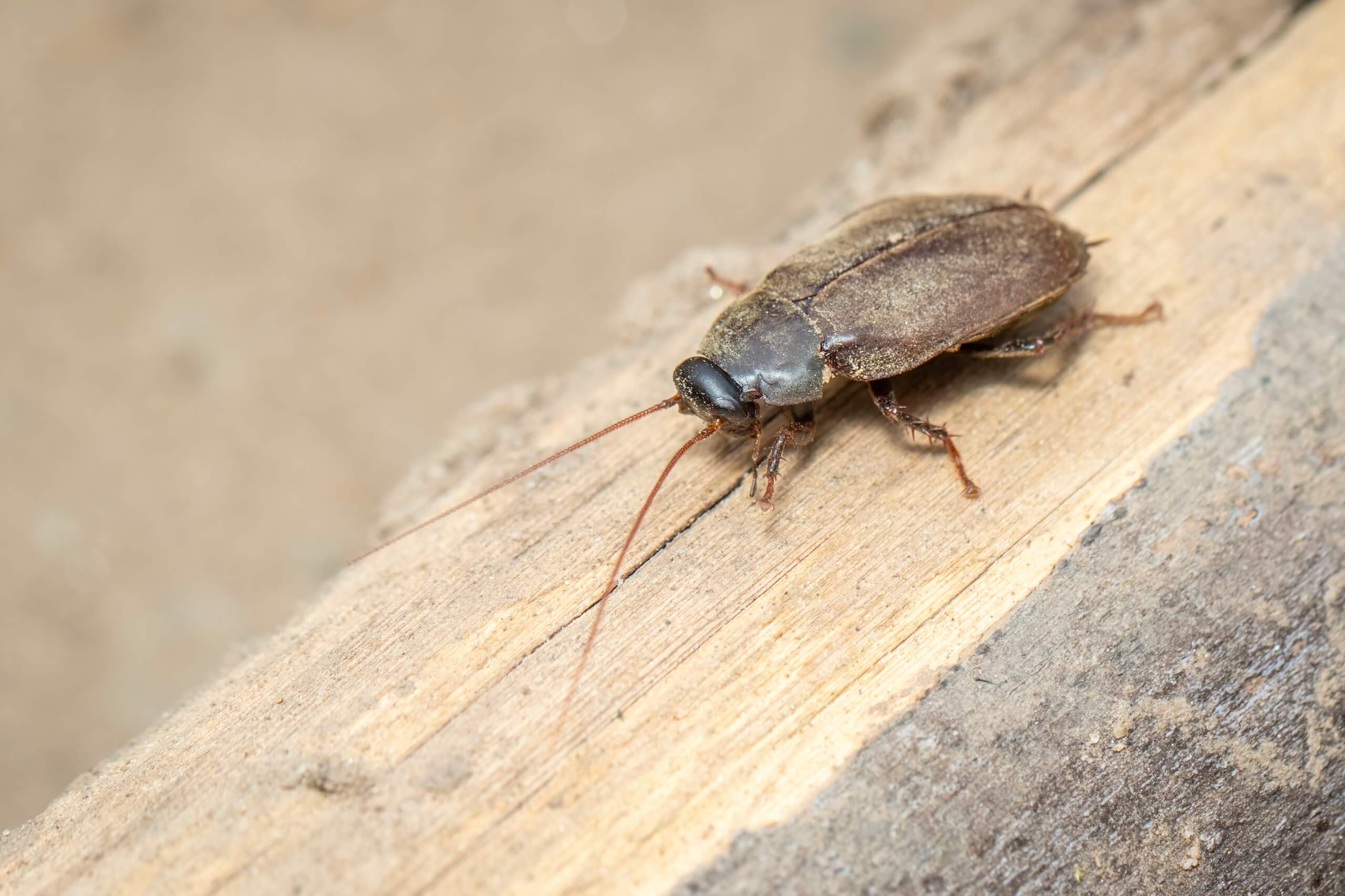 image-diploptera-punctata-pacific-beetle-cockroach-insect-animal image