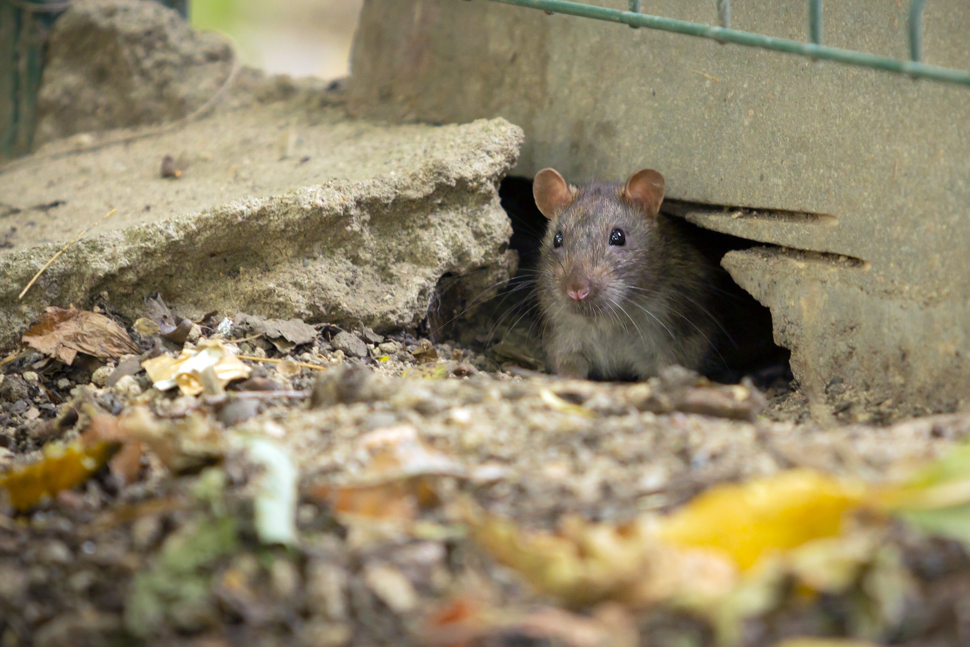 rat-comes-out-hole-close-up image