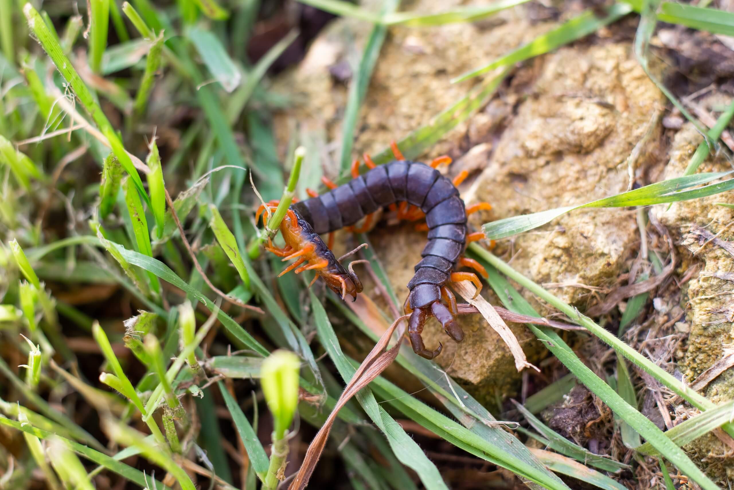 ringed-centipede-walking-through-grass image