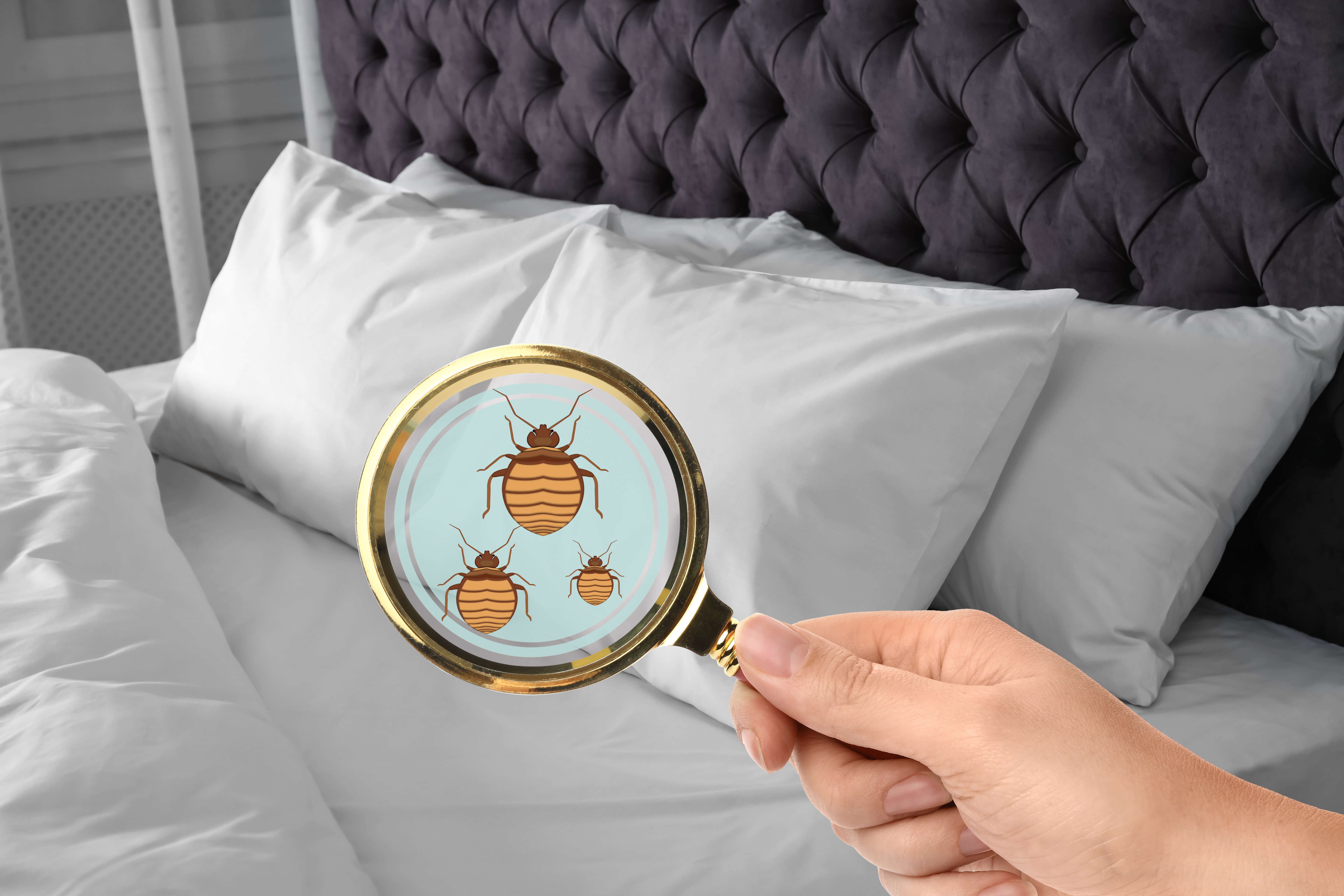 woman-with-magnifying-glass-detecting-bed-bugs-closeup image